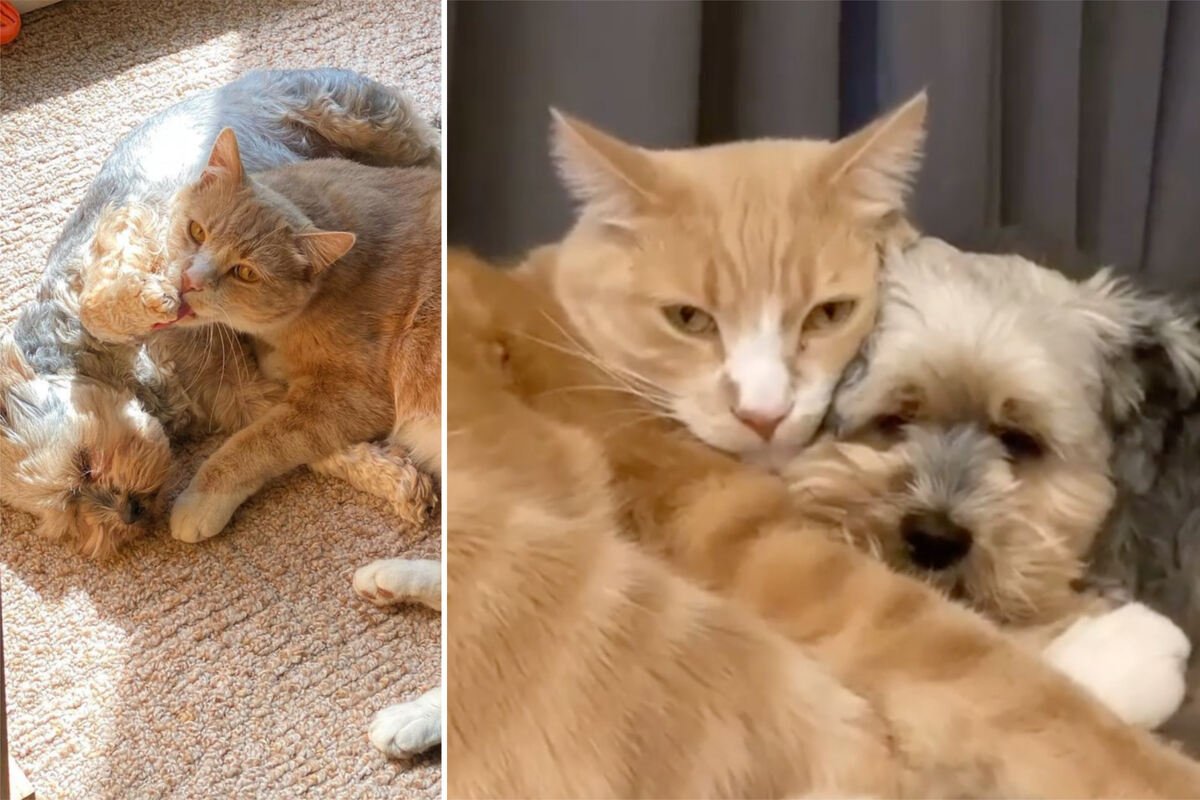 Cute in animation: Your dog and cat behave like best friends