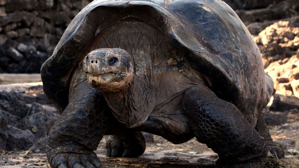 The giant Galapagos tortoise has not gone extinct – see