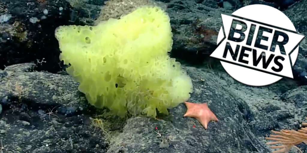 Researchers discover SpongeBob and Patrick in the ocean
