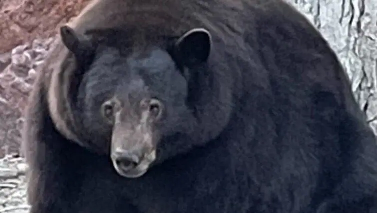 Giant bear on the verge of harm in California