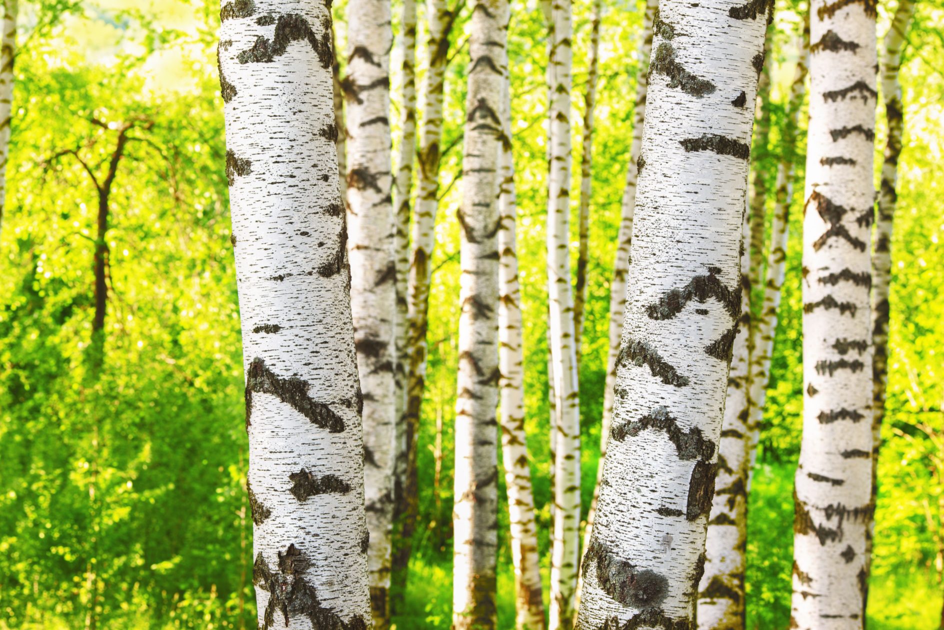 Soil treatment with plants Birch trees pull microplastics from the ground