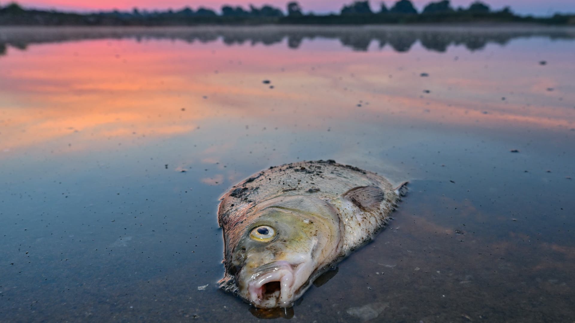 Killing fish: Researchers discover algal toxins in water samples from Oder